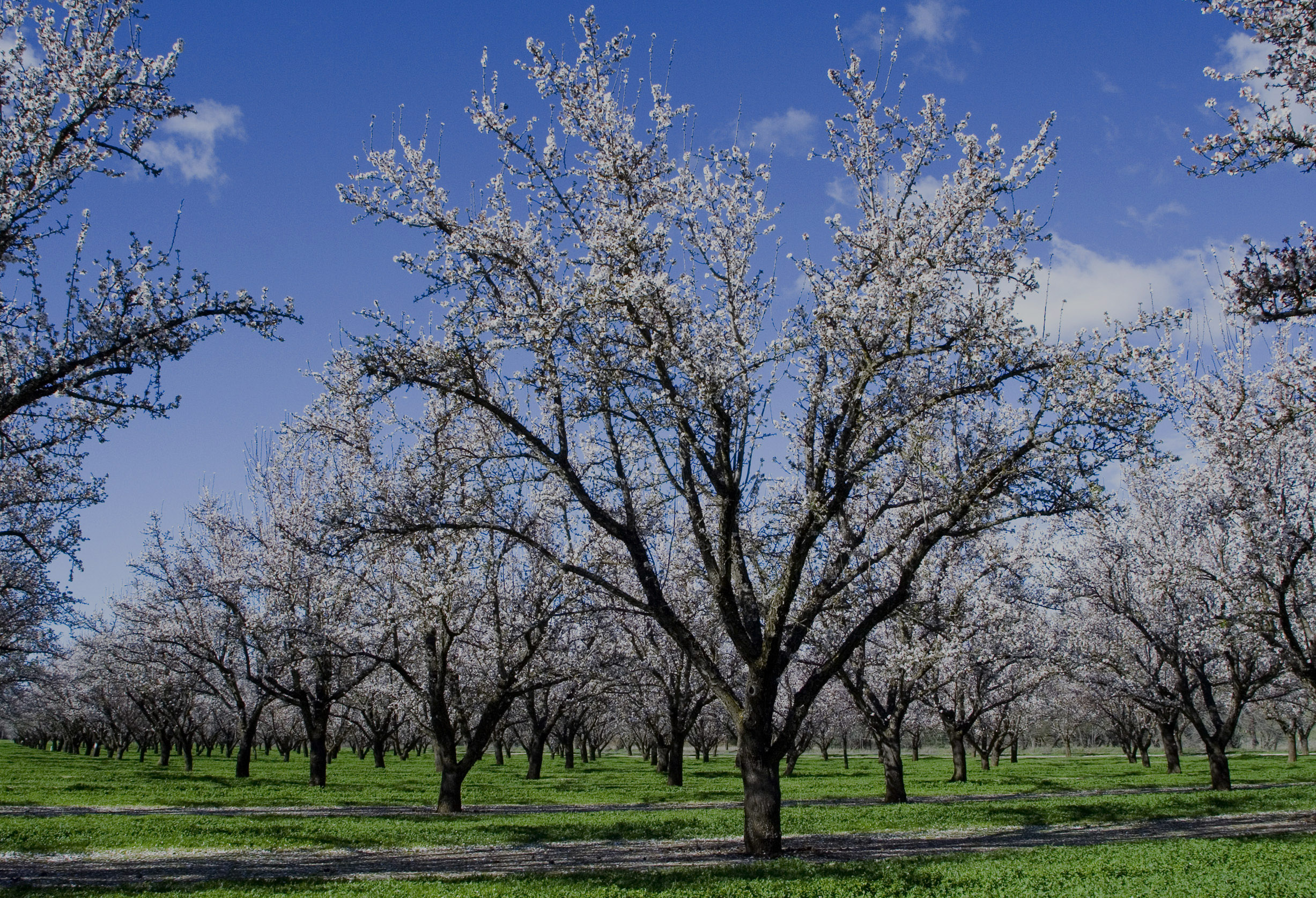 Empresa de Servicios Agrícolas